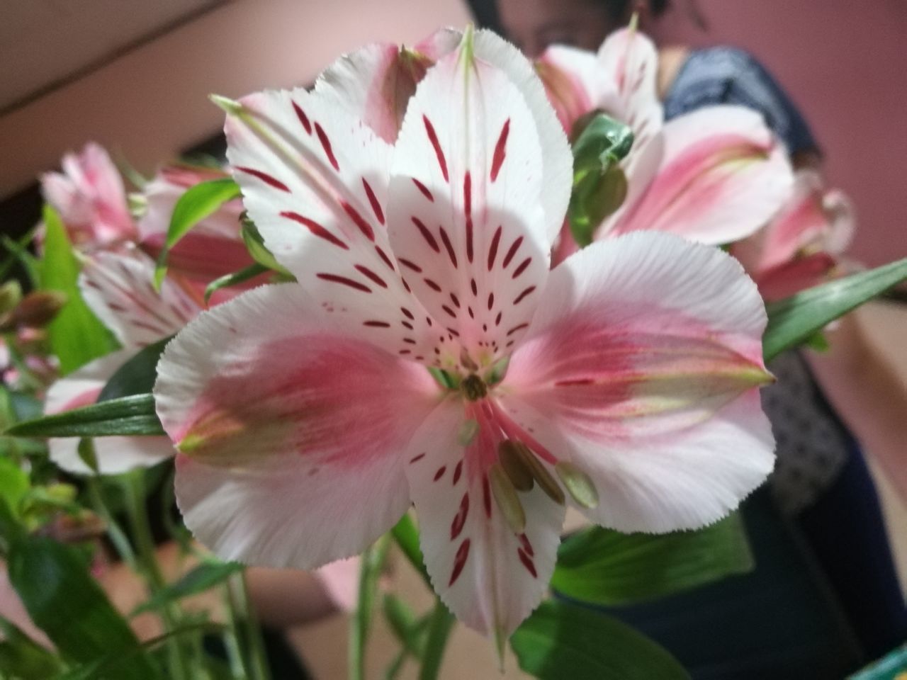 flower, flowering plant, plant, vulnerability, fragility, freshness, petal, beauty in nature, inflorescence, flower head, close-up, growth, pink color, nature, pollen, focus on foreground, no people, day, white color, selective focus, flower arrangement