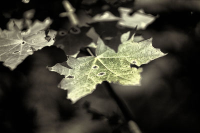 Close-up of maple leaves on plant