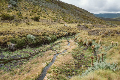 A fresh water river in the panoramic mountain landscapes of mount kenya national park, kenya