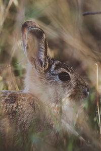 Close-up of rabbit on field 