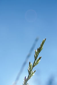 Low angle view of flowering plant against blue sky