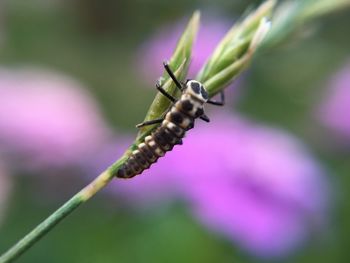 Close-up of bee on flower