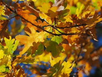 Close-up of yellow leaves on branch