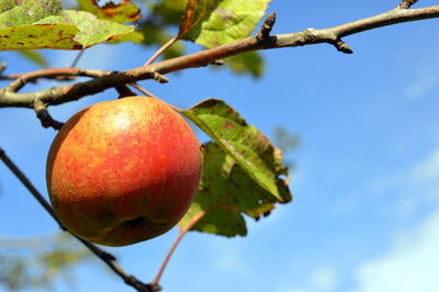 Low angle view of fruits on tree