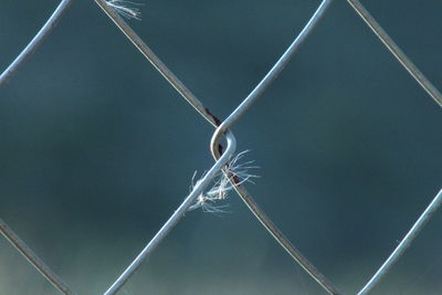 Close-up of spider web on metal fence