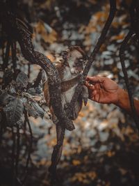 People feeding monkey in the forest