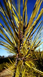 Close-up of palm tree against blue sky