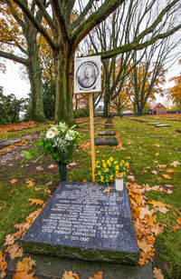 Trees and plants in park during autumn