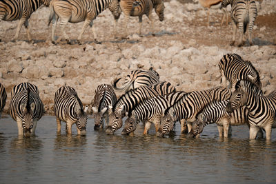 Zebra standing on field