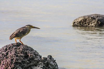 Bird perching on rock