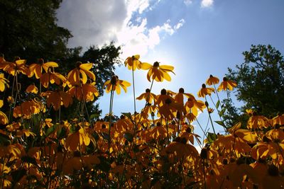 Low angle view of yellow flowers blooming on field against sky