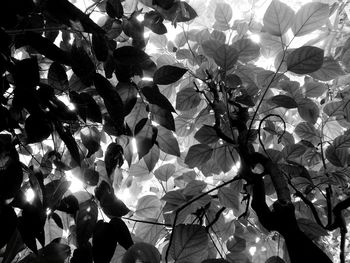 Low angle view of flowering plant