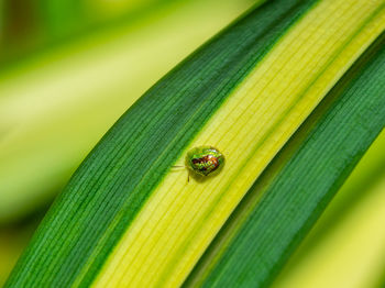 Close-up of ladybug on leaf