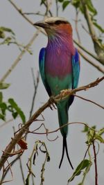 Low angle view of lilac-breasted roller perching on tree