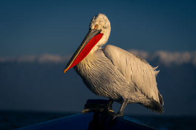 Close-up of pelican