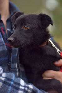 Close-up of black dog looking away