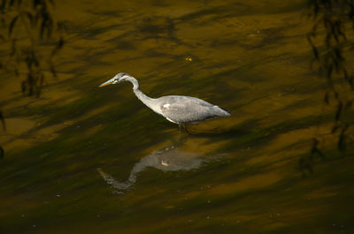 View of bird in lake