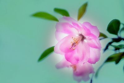 Close-up of pink flower