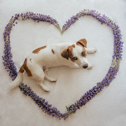 High angle view of a dog