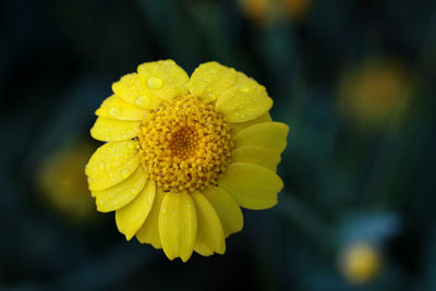 Close-up of yellow flower