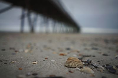 Close-up of pebbles on shore