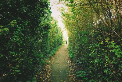 Footpath amidst trees