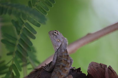 Close-up of a lizard on tree