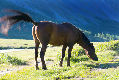 Horse standing in a field