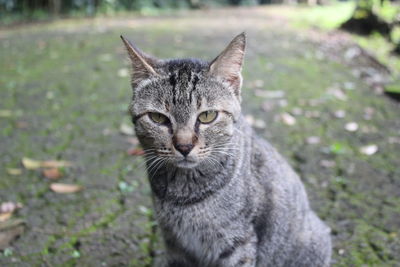 Close-up portrait of tabby cat on field