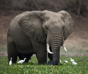 Elephant in a field