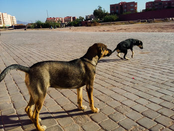 Dog standing by built structure against sky