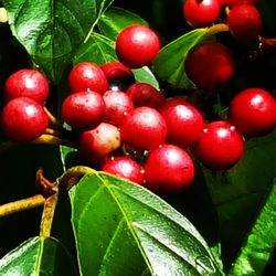 Close-up of cherries on tree