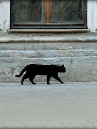 Side view of a black cat on footpath
