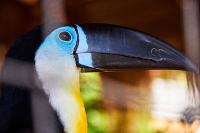 Close-up of a bird