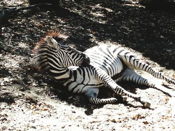 Full frame shot of turtle