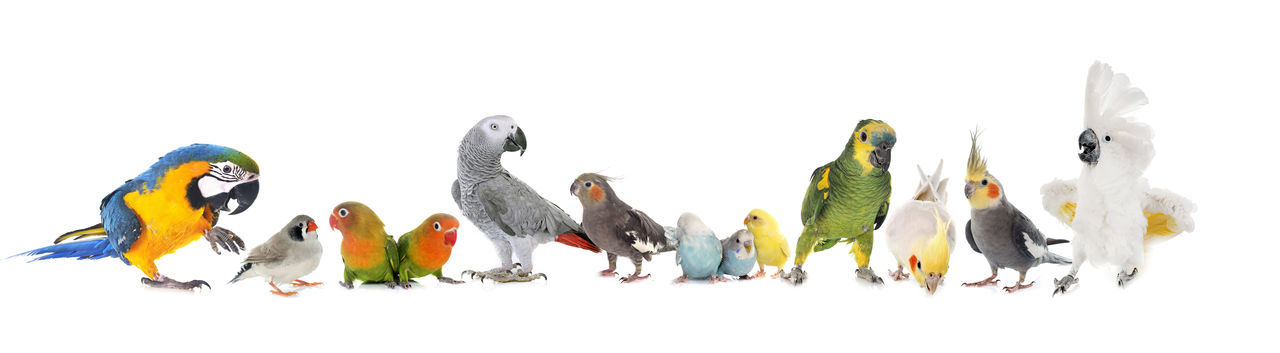 VIEW OF BIRDS ON WHITE BACKGROUND