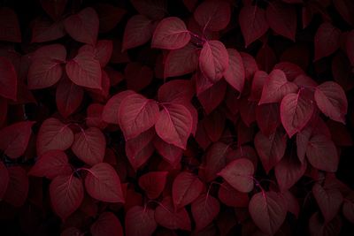 Full frame shot of red flowering plant