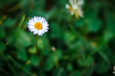 Close-up of yellow flower blooming outdoors