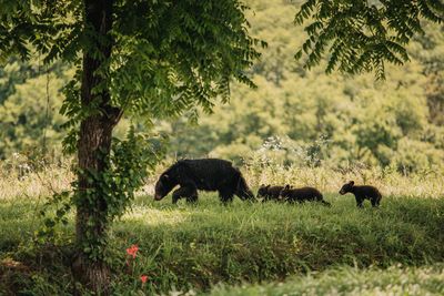 Bison grazing in field