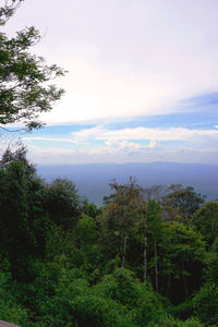 Scenic view of forest against sky