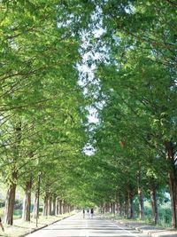 People walking on footpath amidst trees