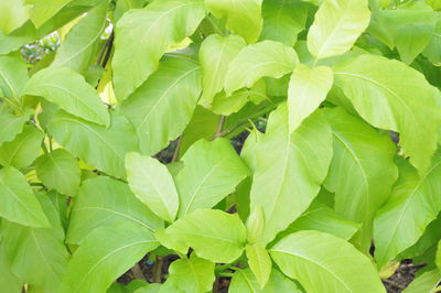 Close-up of green leaves