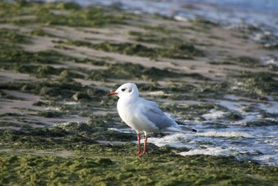 Seagull perching on shore