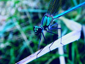 Close-up of damselfly on leaf