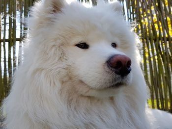 Close-up of dog looking away