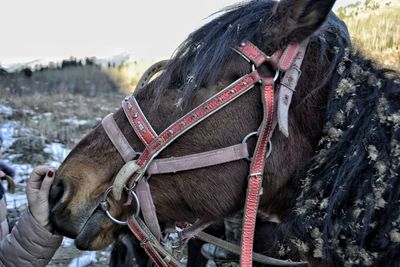 Close-up of a horse