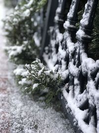 Close-up of frozen plant on snow covered land