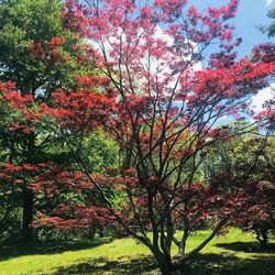 Trees in park during autumn