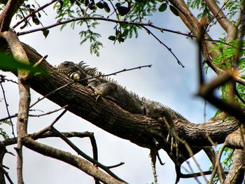 Low angle view of tree trunk