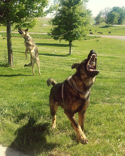 Dog on field against trees